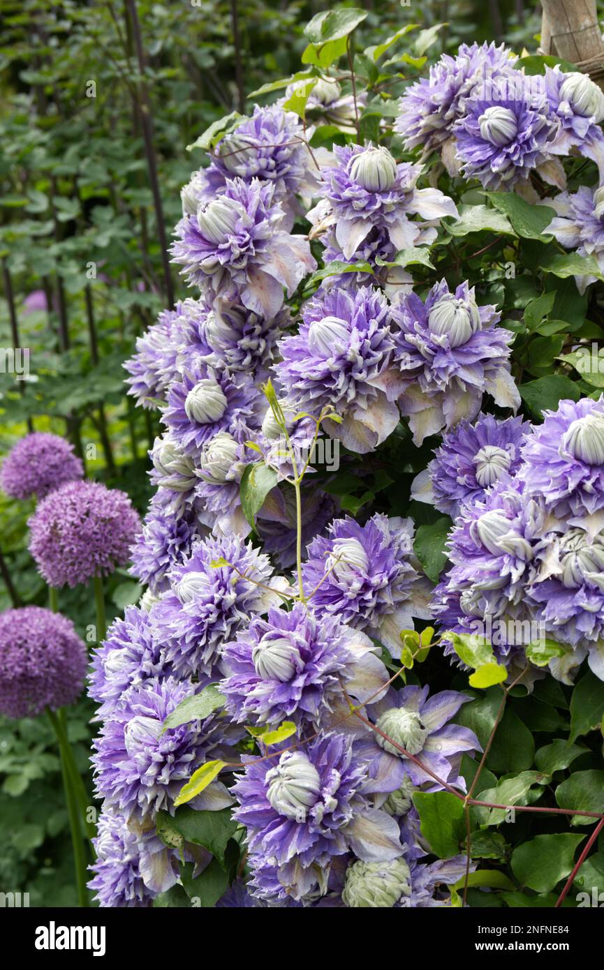 Début d'été couleur de jardin de somptueux clématis mauves à double fleur et d'alliums pourpres dans un jardin irlandais Mai Banque D'Images