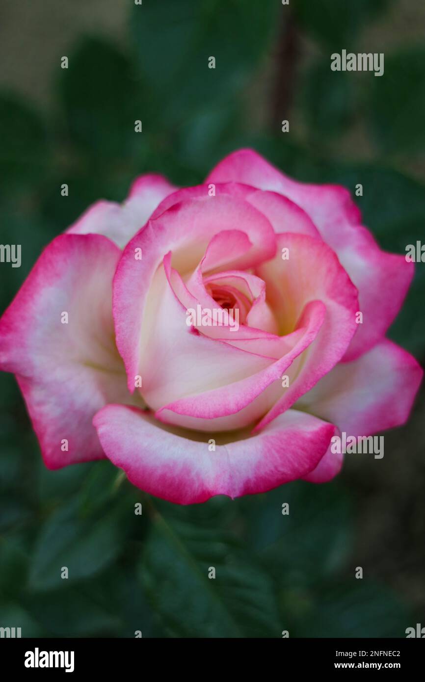 Belle rose avec blanc - pétales roses et feuilles vertes, rose colorée avec pétales délicats dans le jardin, macro de tête de rose, fleur en fleur, beauté Banque D'Images