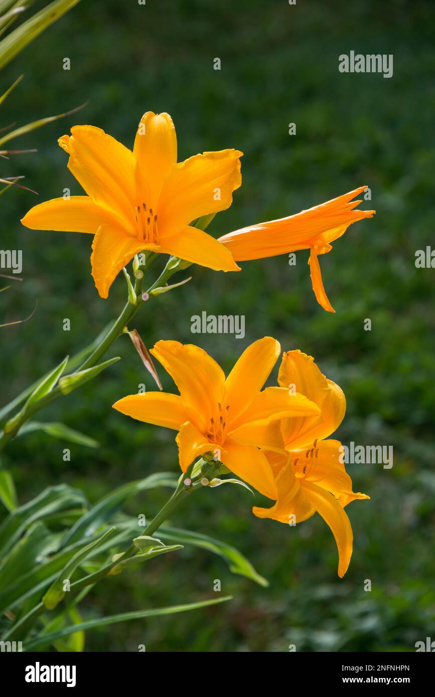 Fleurs de nénuphars dans un jardin Banque D'Images