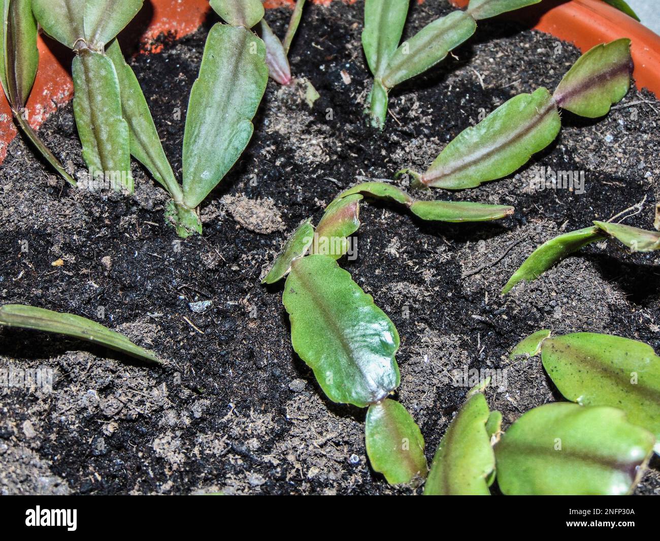 Plante de cactus de Noël - Schlumbergera gaertneri Banque D'Images