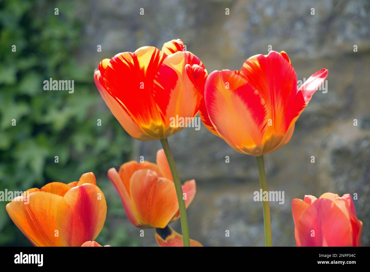 Un petit groupe de fleurs de tulipe rouge vif et jaune, Tulipa, floraison au printemps, vue de près sur le côté avec un fond vert naturel Banque D'Images
