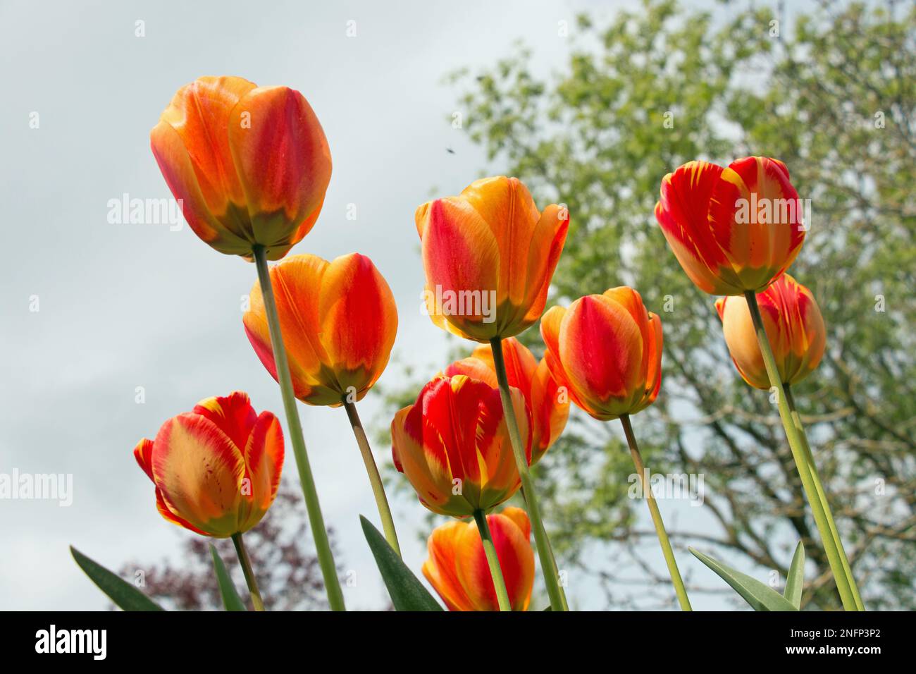 Un groupe de fleurs de tulipe rouge vif et jaune, Tulipa, floraison au printemps, vue regardant vers le haut avec fond de ciel Banque D'Images