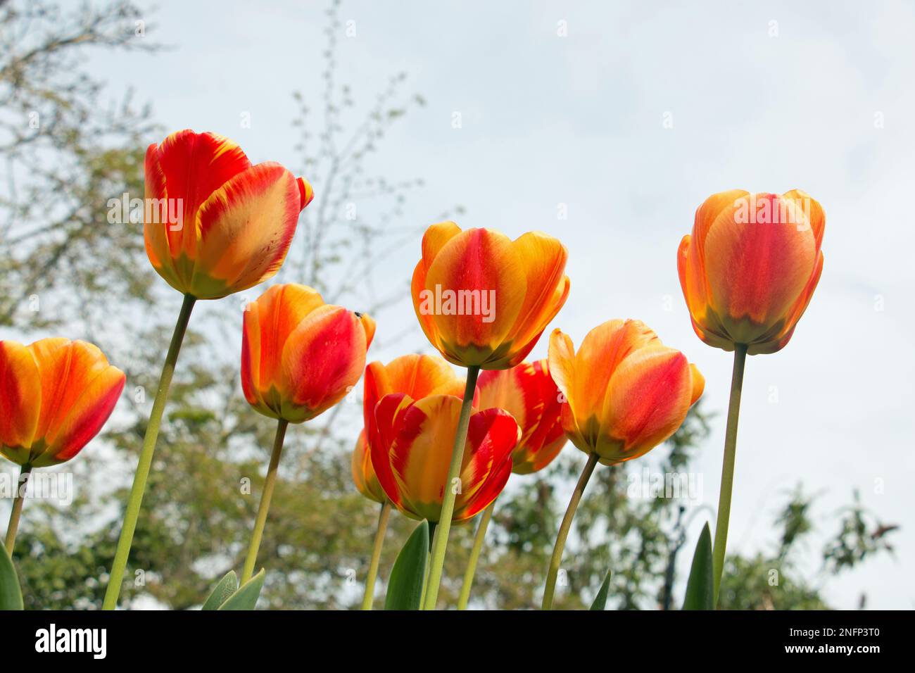 Un groupe de fleurs de tulipe rouge vif et jaune, Tulipa, floraison au printemps, vue regardant vers le haut avec fond de ciel Banque D'Images