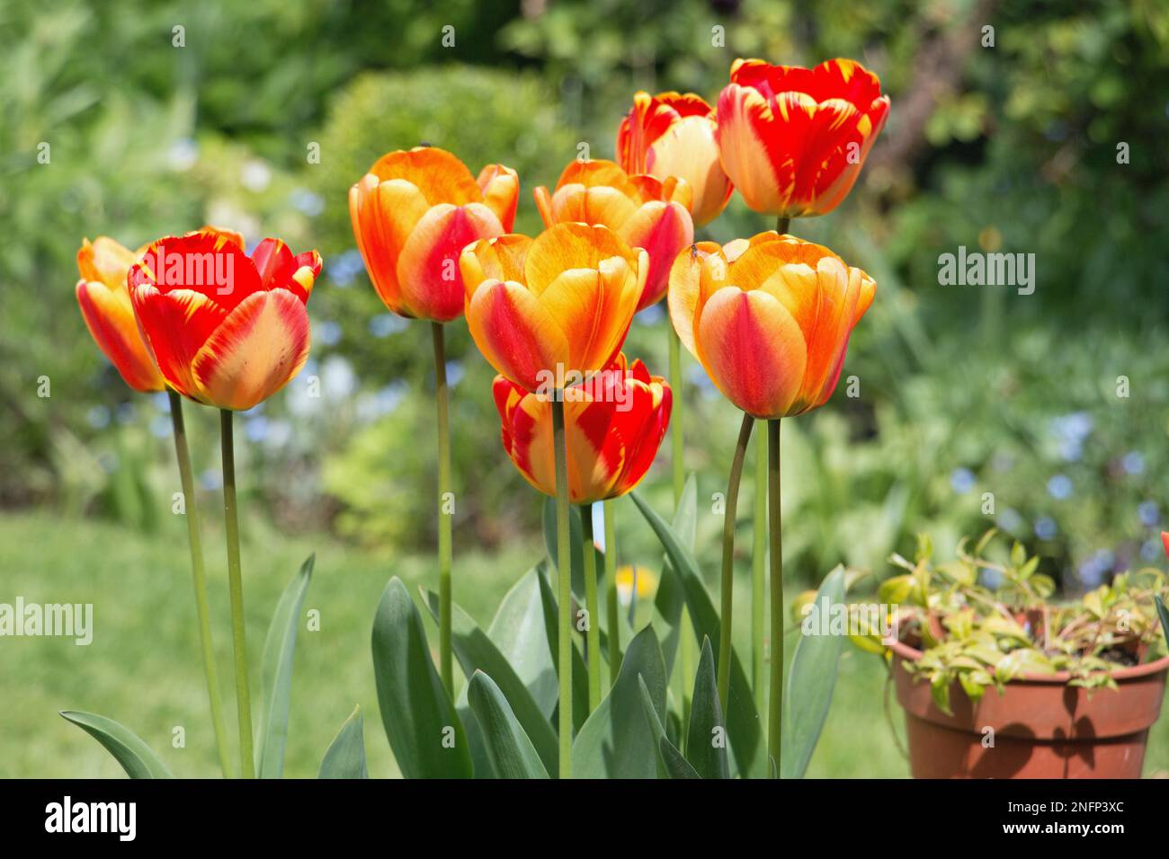 Un groupe de fleurs de tulipe rouge vif et jaune, Tulipa, floraison au printemps, vue latérale sur un fond vert naturel Banque D'Images