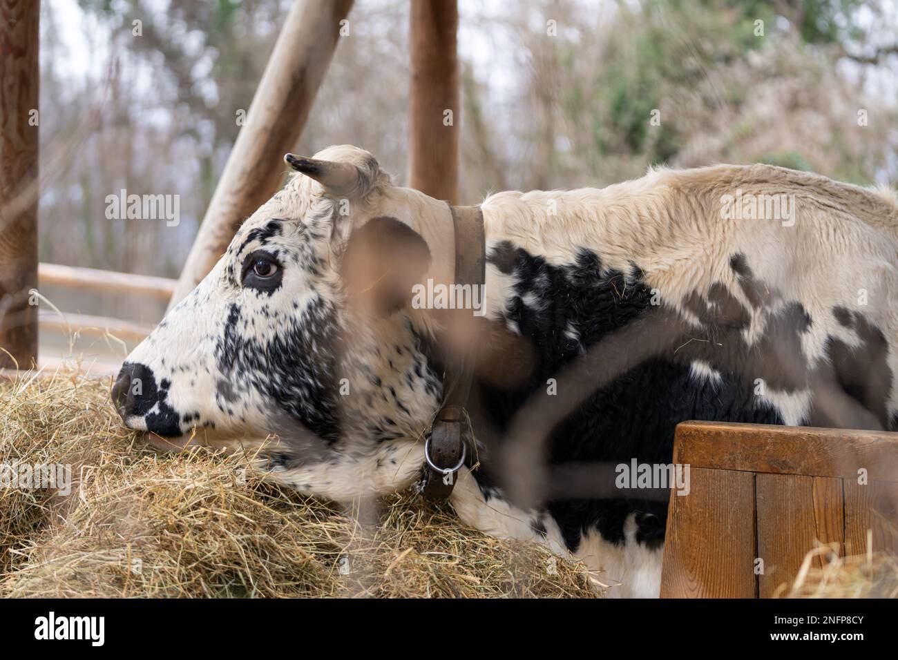 Pustertaler Sprinzen caille manger du foin. Une vache à cornes multicolore autrichienne qui est une race en voie de disparition. Il est principalement situé dans le Tyrol. Banque D'Images