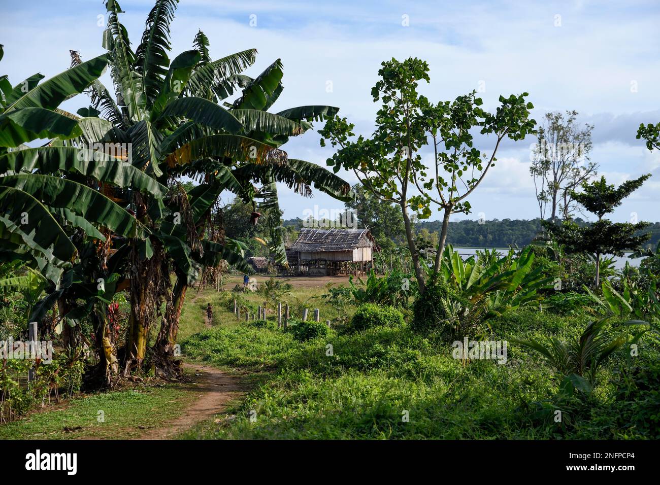 Cottage dans le village de Botokom, île de Botoa, lac Murray, province occidentale, Papouasie-Nouvelle-Guinée Banque D'Images