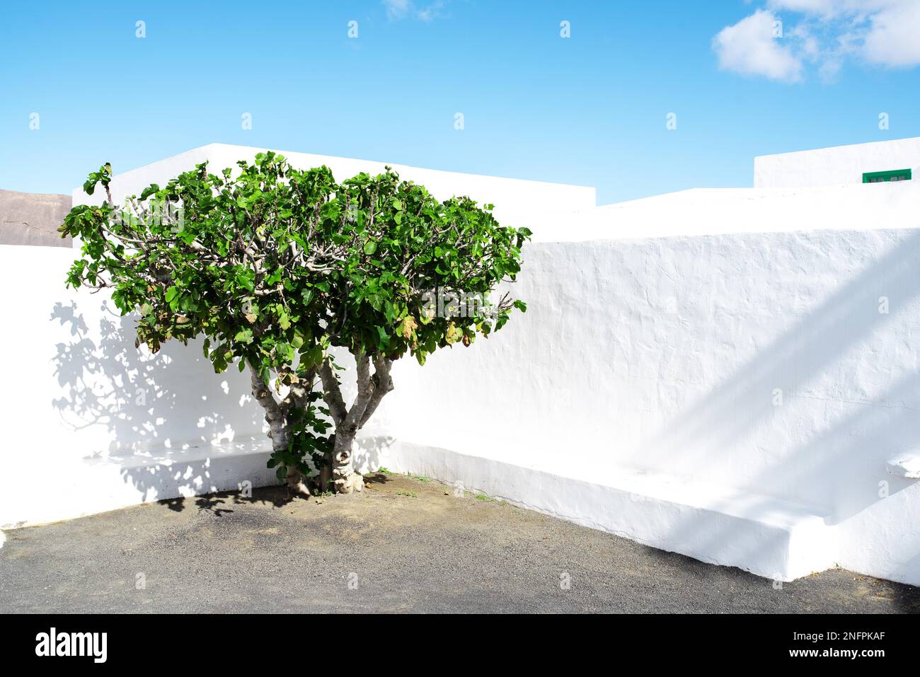 Arbre vert contre mur blanc et bleu clair Ciel d'été Banque D'Images