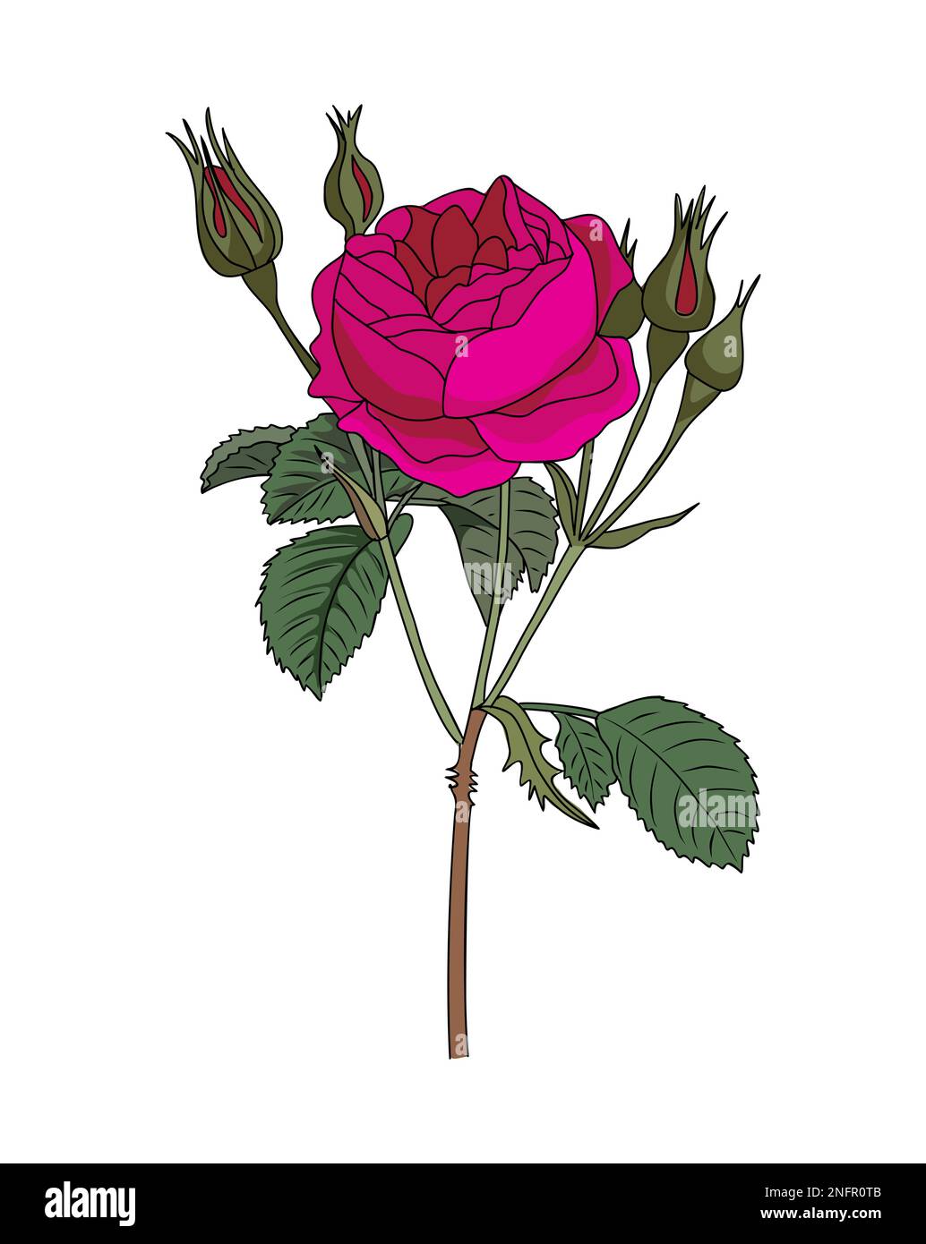 Illustration du vecteur de fleurs du mois de naissance de la rose de juin. Illustration de Vecteur
