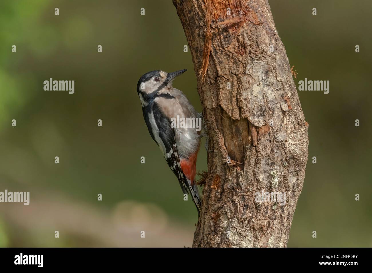 pic, dendrocopos major, femelle, dans une forêt, sur un arbre en été, gros plan Banque D'Images