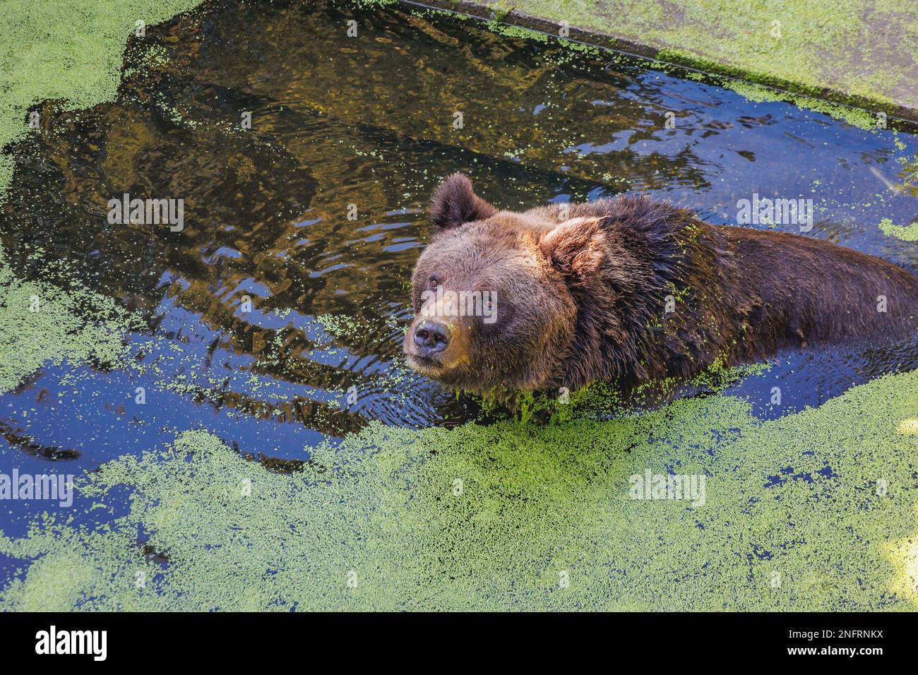 Ours brun dans le jardin zoologique de Silésie à Chorzow, région de Silésie en Pologne Banque D'Images