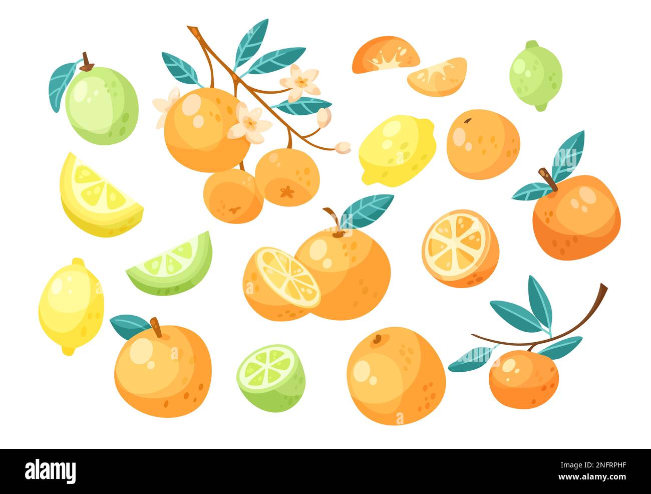 Jeu d'illustrations vectorielles agrumes différentes. Collection de dessins botaniques de dessins animés, oranges sur branche, mandarines, citrons, chaux, citron isolé Banque D'Images