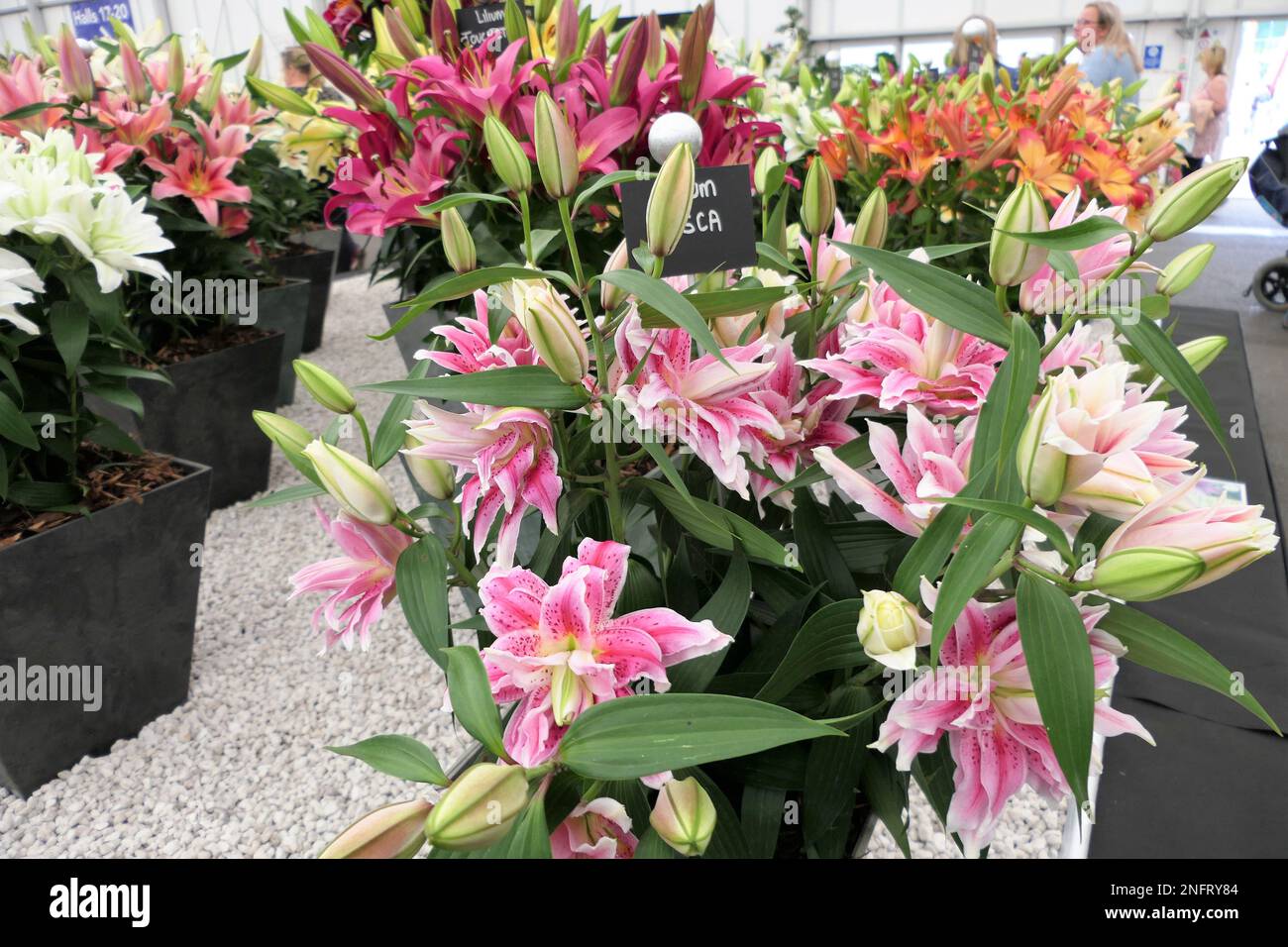 Nénuphars, plantes à fleurs herbacées provenant de bulbes, grandes fleurs proéminentes, Banque D'Images