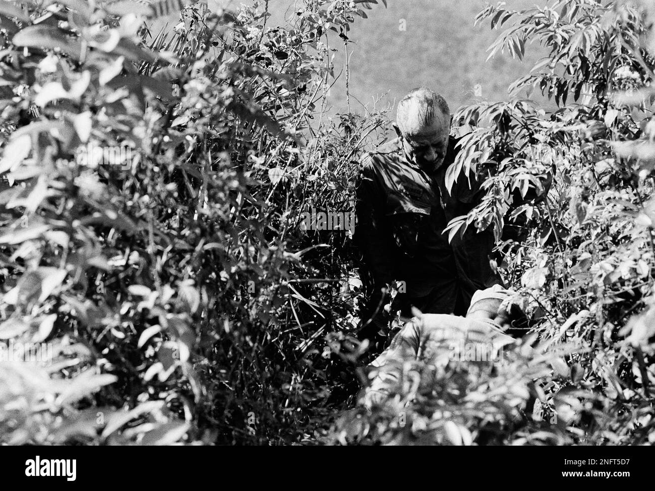 Author John Steinbeck, walking down the Mine Warfare School training ground in Vietnam stepped on a booby-trap on the brush trail on Dec. 21, 1966. A U.S. Marine points out the mistake he made. Steinbeck was asked by President Lyndon Johnson to go to Vietnam to report on the war. (AP Photo) Banque D'Images