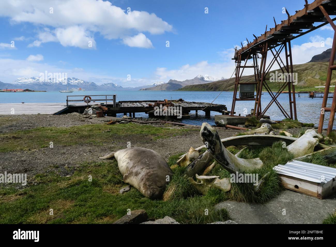 La colonie de Grytviken, la ville de chasse à la baleine de Géorgie du Sud, dans l'Atlantique Sud Banque D'Images