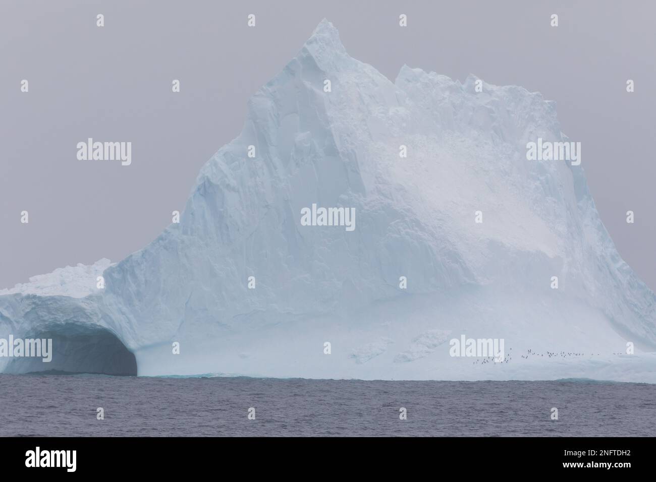 Dérive des icebergs de la péninsule antarctique vers les îles Orcades