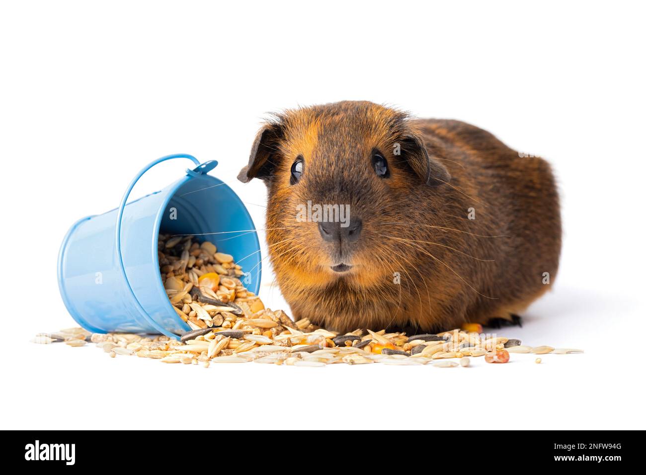 Mignon cobaye brun manger des céréales sur le fond blanc Banque D'Images