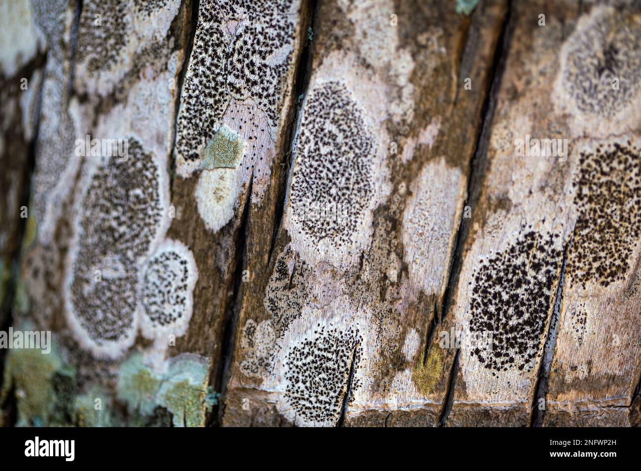 Gros plan paysage de grognements fongiques sur un arbre à Bel Hombre, Maurice, Afrique Banque D'Images