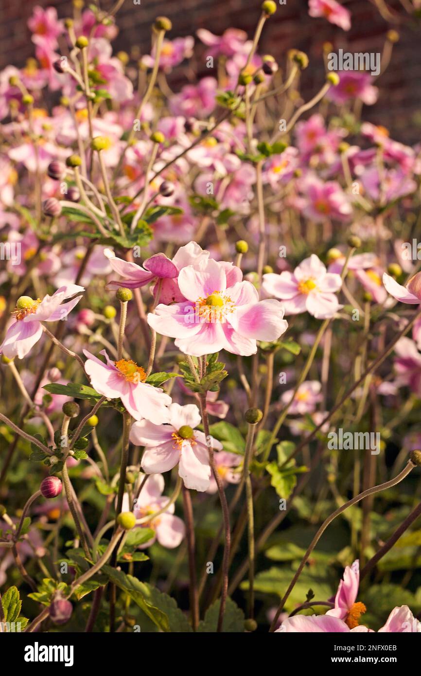 COSMOS fleurit dans le jardin d'été Banque D'Images