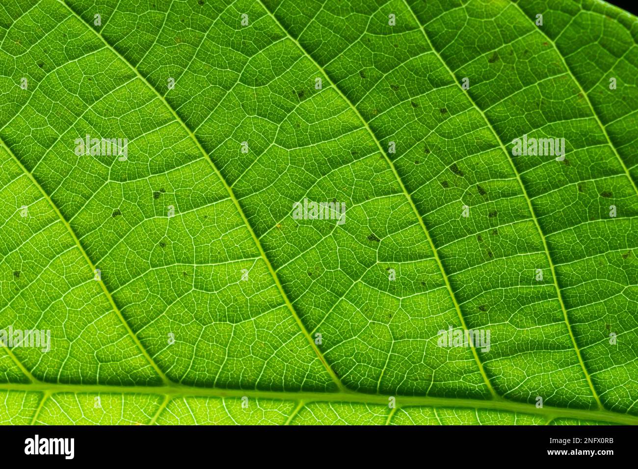 Texture des feuilles de vert abstrait pour l'arrière-plan. Environnement naturel, concept écologique. Banque D'Images