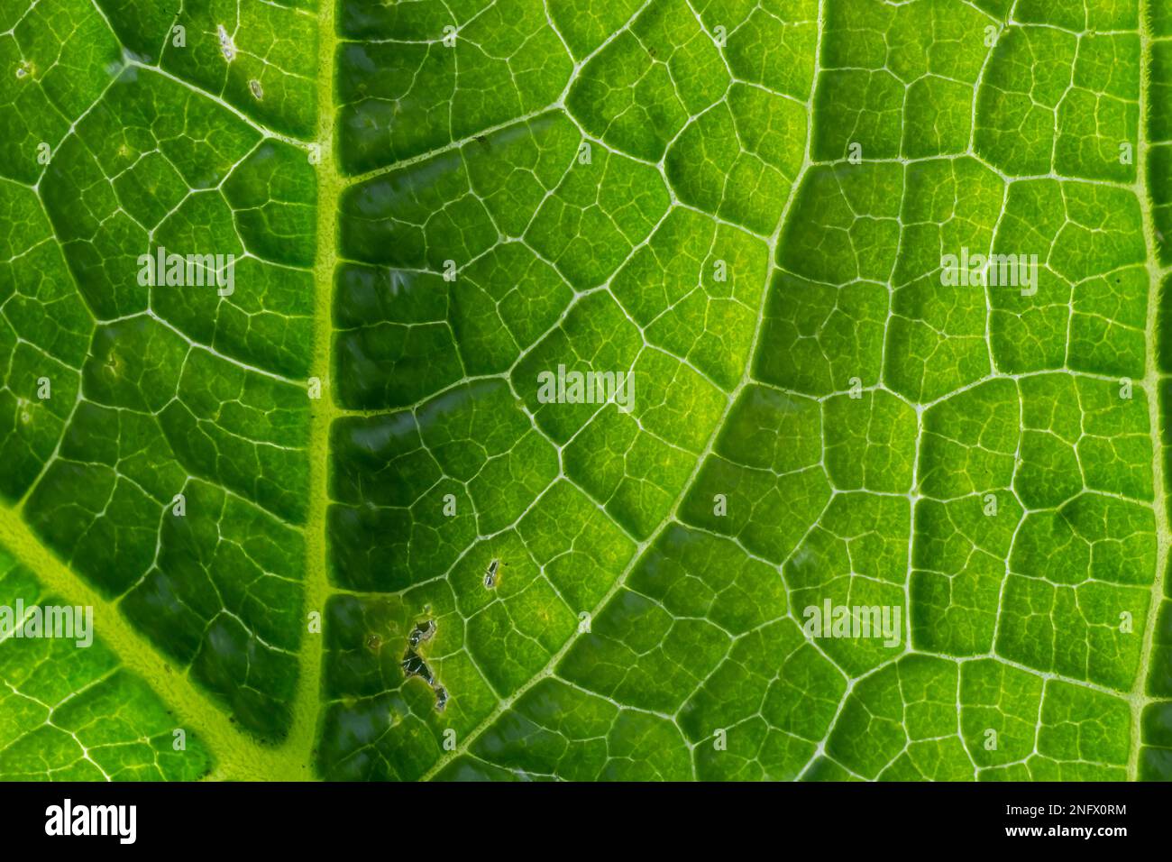 Texture des feuilles de vert abstrait pour l'arrière-plan. Environnement naturel, concept écologique. Banque D'Images