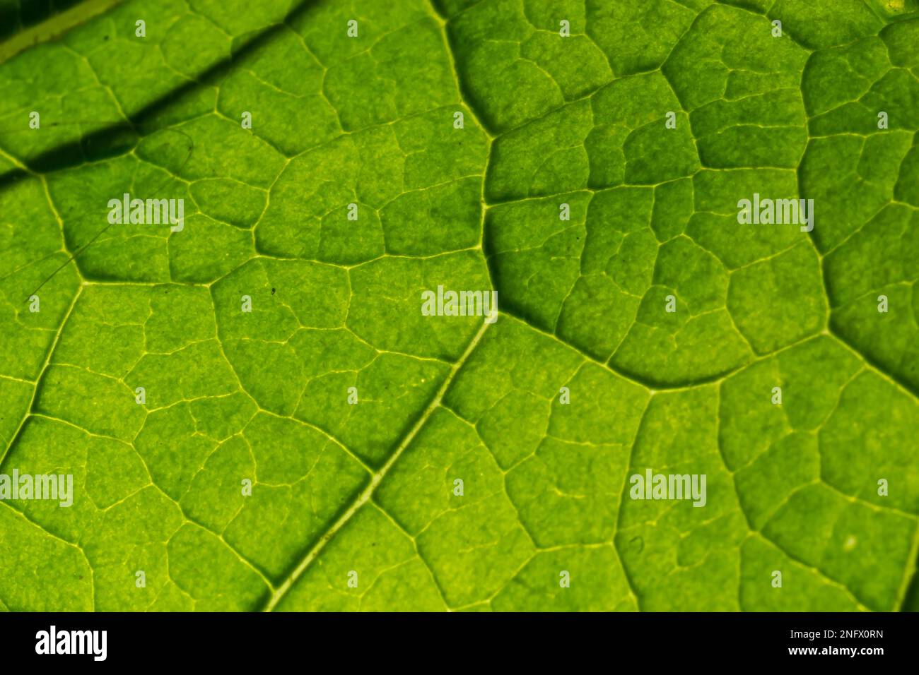 Texture des feuilles de vert abstrait pour l'arrière-plan. Environnement naturel, concept écologique. Banque D'Images