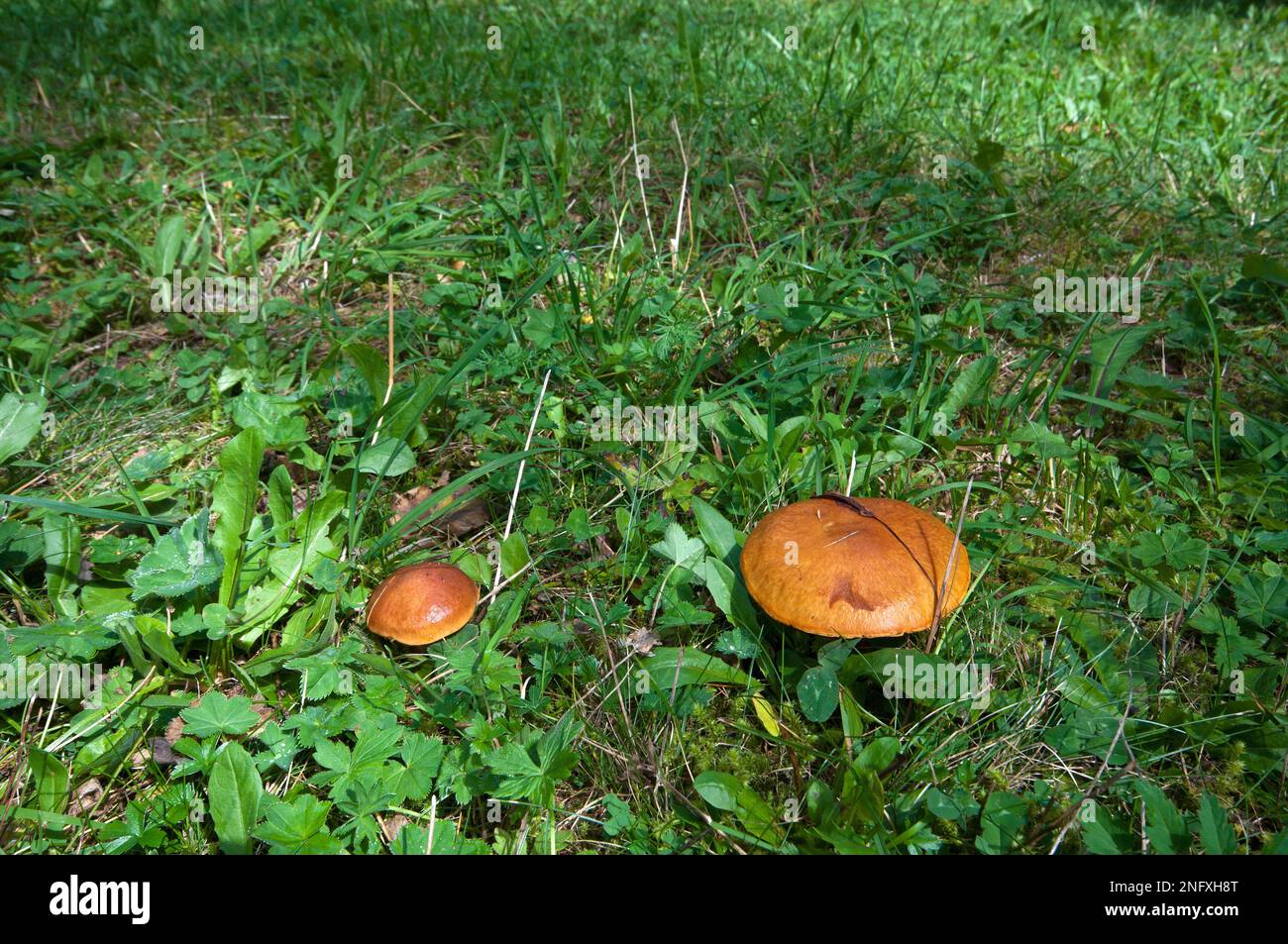 Champignons Boletus elegans (Suillus Grevillei), Vallée de Fiscalina, Sesto (Sexten), Trentin-Haut-Adige, Italie Banque D'Images