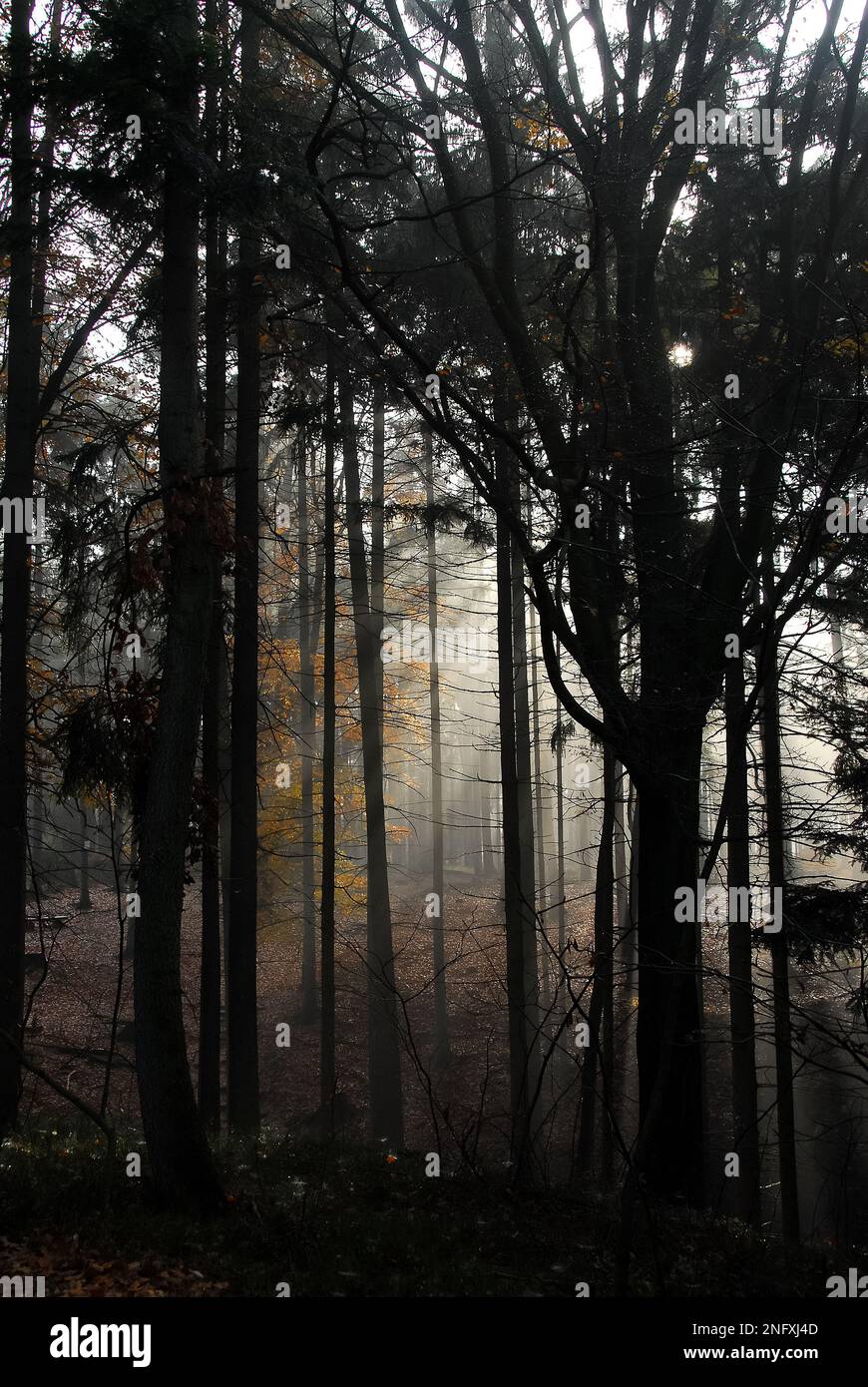 La lumière du soleil filtre à travers les arbres, Prachov Rocks, Prachovské skály, Český ráj, République Tchèque, Europe, réserve naturelle protégée Banque D'Images