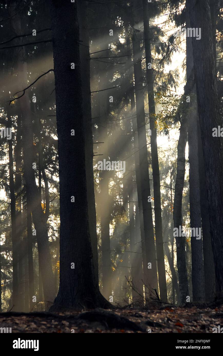 La lumière du soleil filtre à travers les arbres, Prachov Rocks, Prachovské skály, Český ráj, République Tchèque, Europe, réserve naturelle protégée Banque D'Images