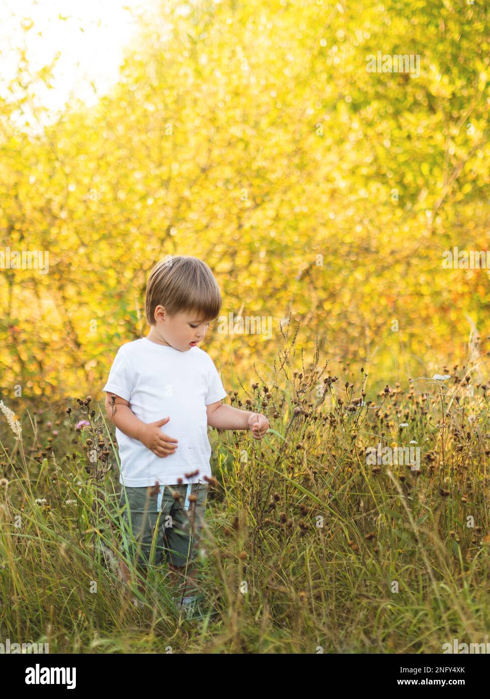 Le joli petit garçon touche des fleurs sur le terrain. Activités de loisirs en plein air pour les tout-petits. Coucher de soleil en automne. Saison d'automne. Banque D'Images