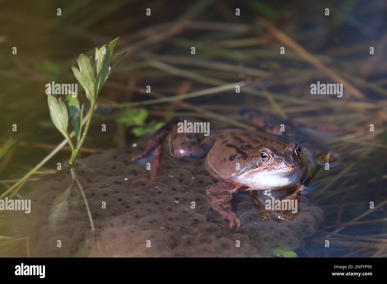 grenouille moor assise sur ses œufs dans l'eau peu profonde d'un étang Banque D'Images