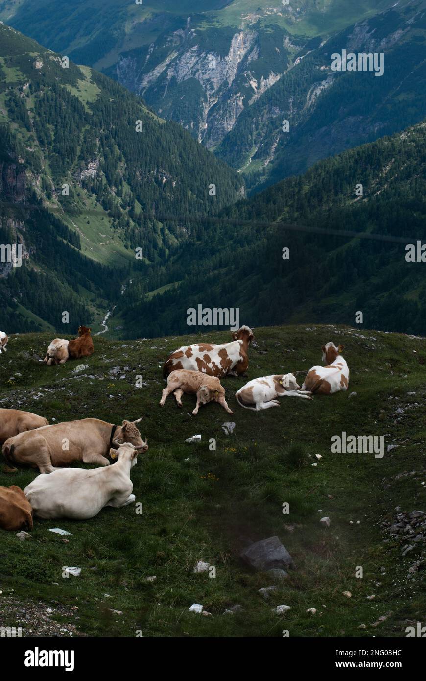 Vaches alpines sur herbe verte dans les montagnes Banque D'Images