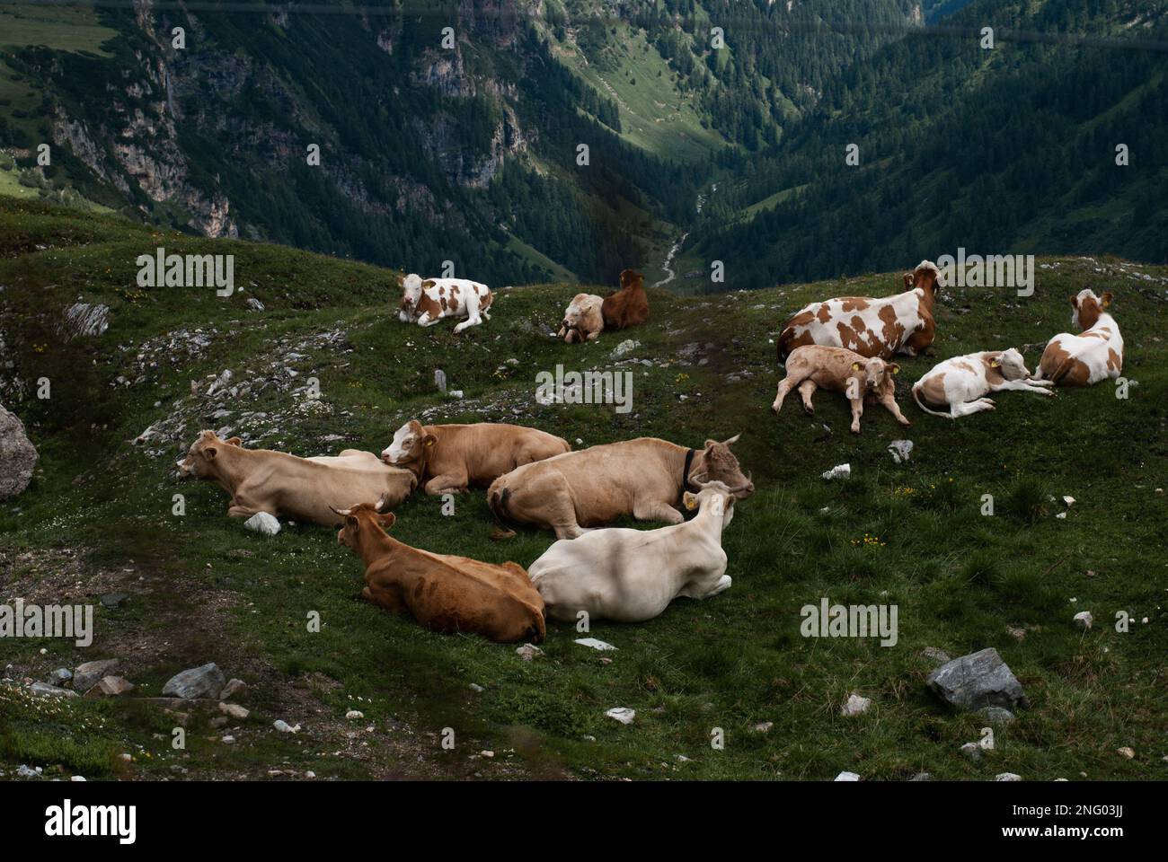 Vue sur les vaches alpines sur l'herbe verte dans les montagnes Banque D'Images