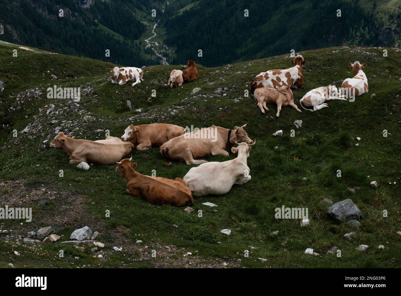 Vue sur les vaches dans les Alpes Banque D'Images