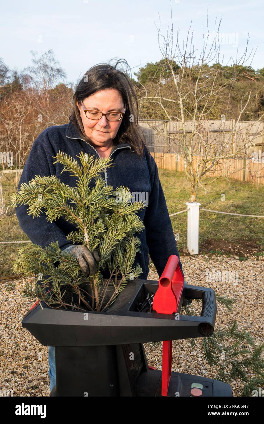 Femme déchiquetant de vieilles branches d'arbre de Noël à utiliser comme paillis sur le jardin. Banque D'Images