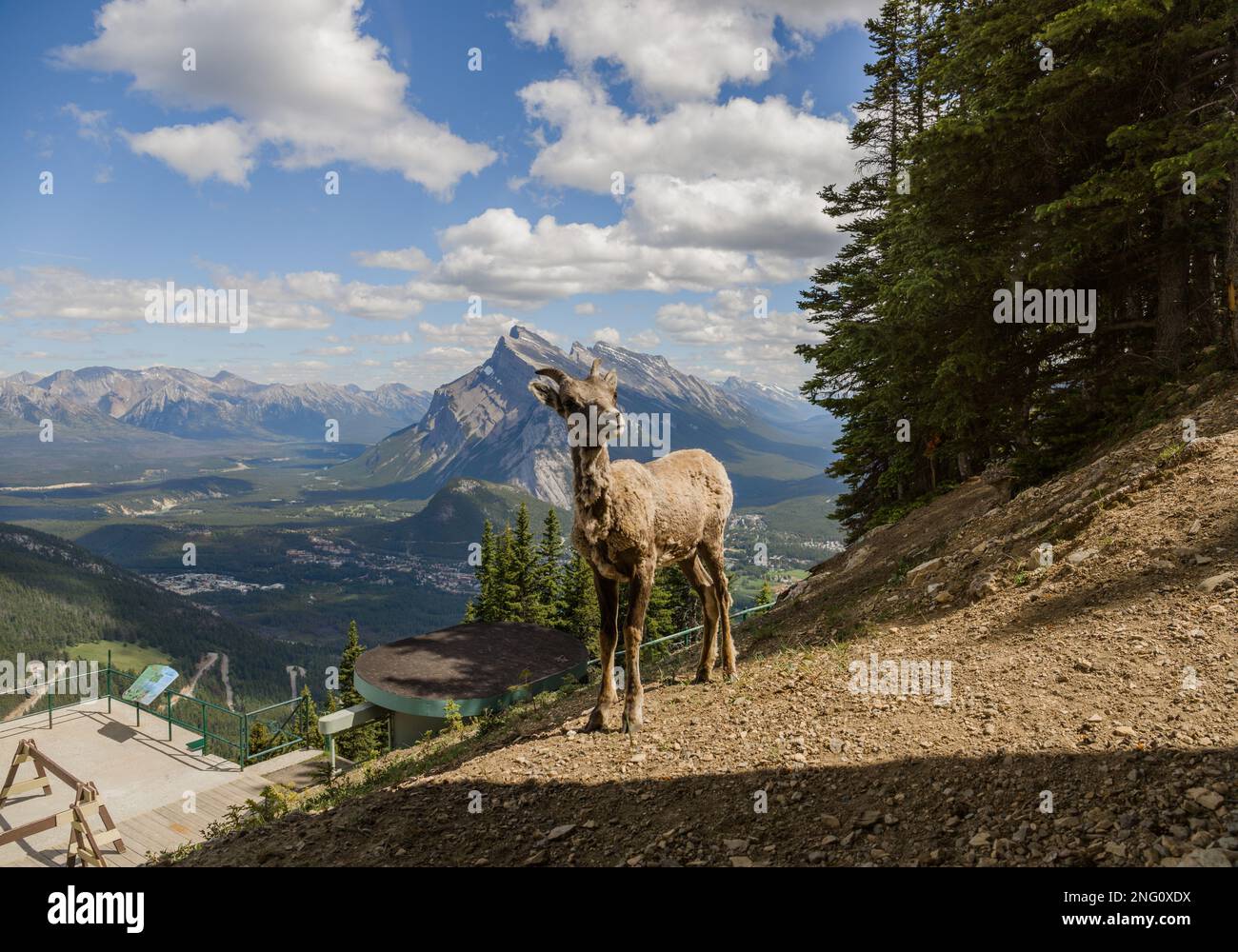 Une glorne femelle se tient seule sur une pente de montagne et des montres. Habitat faunique, animaux à bout égal. Banff nature, Alberta, Canada Banque D'Images
