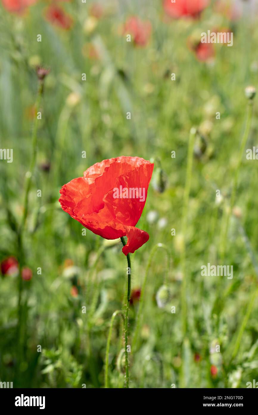 Coquelicot rouge sur un champ de fleurs sauvages. Gros plan. Banque D'Images