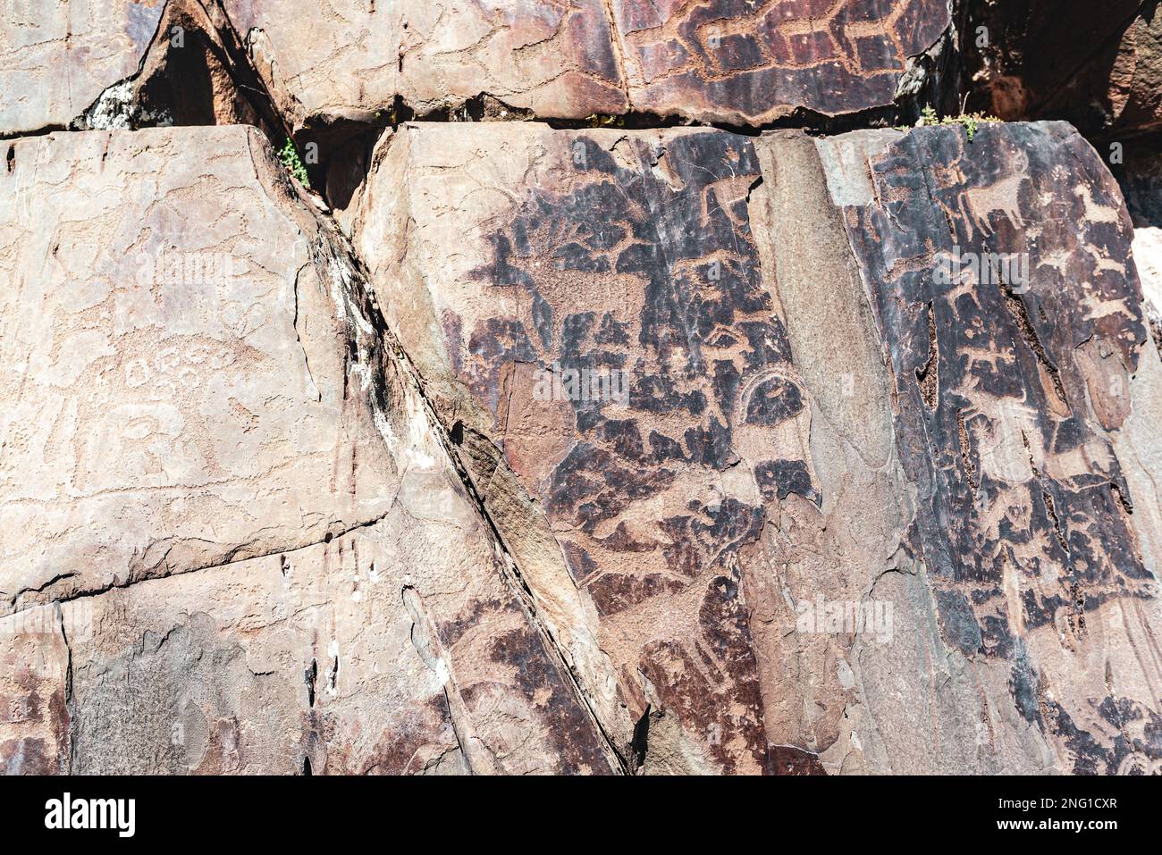 Dessin de roche de personnes anciennes pétroglyphes de grands et petits animaux de cerf sur des pierres dans les montagnes de l'Altai en Sibérie. Banque D'Images
