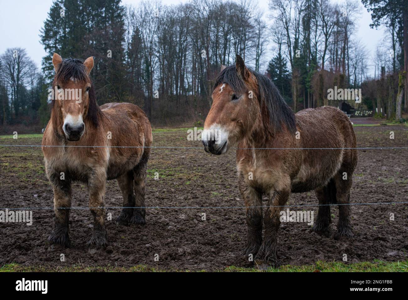 04 février 2023 - Ardennes, France : chevaux Ardennes. © Andrea Sabbadini Banque D'Images