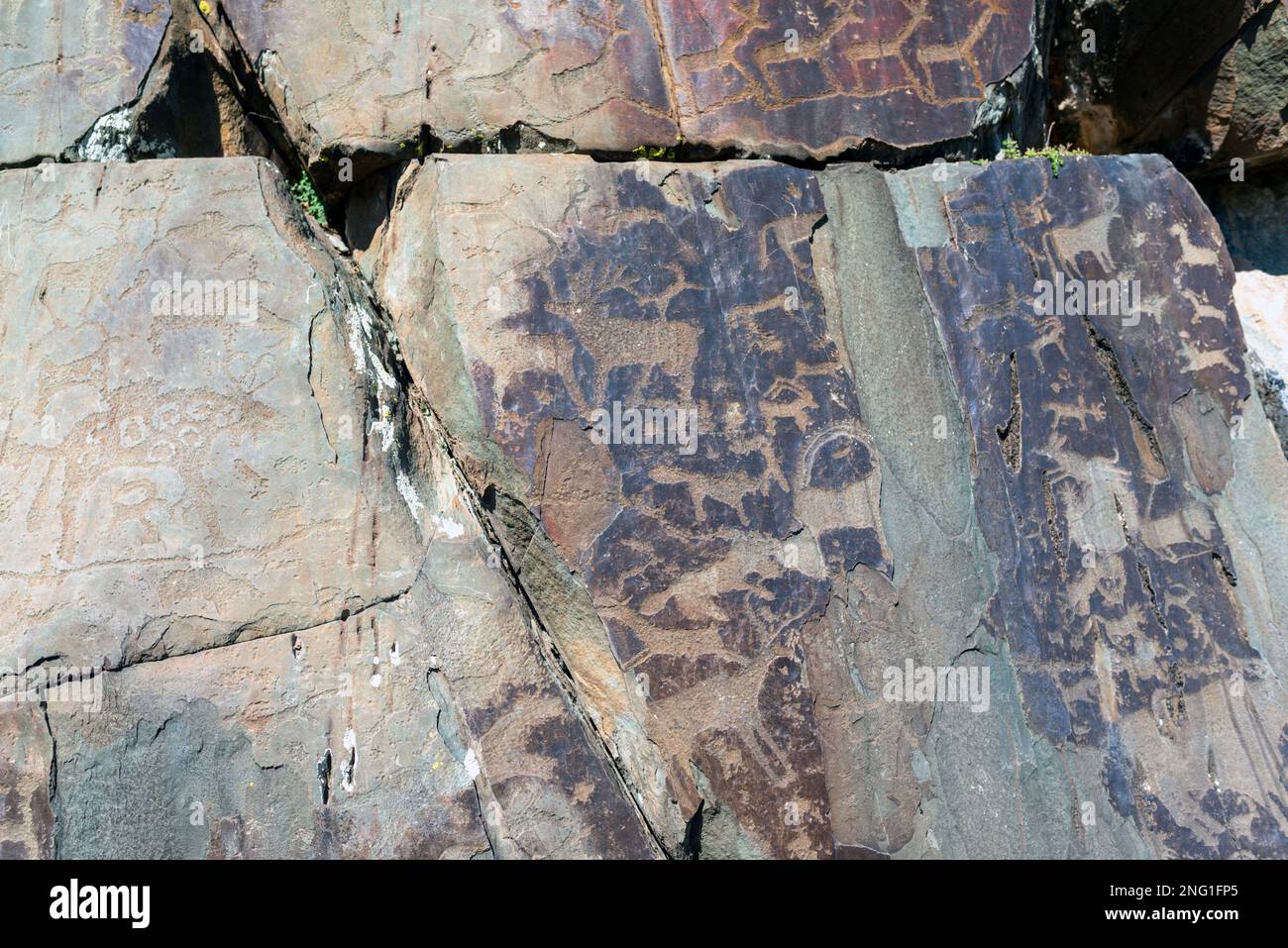 Panorama rock dessin des anciens petroglyphe cerfs animaux grands et petits sur des pierres lumineuses dans les montagnes de l'Altai en Sibérie. Banque D'Images