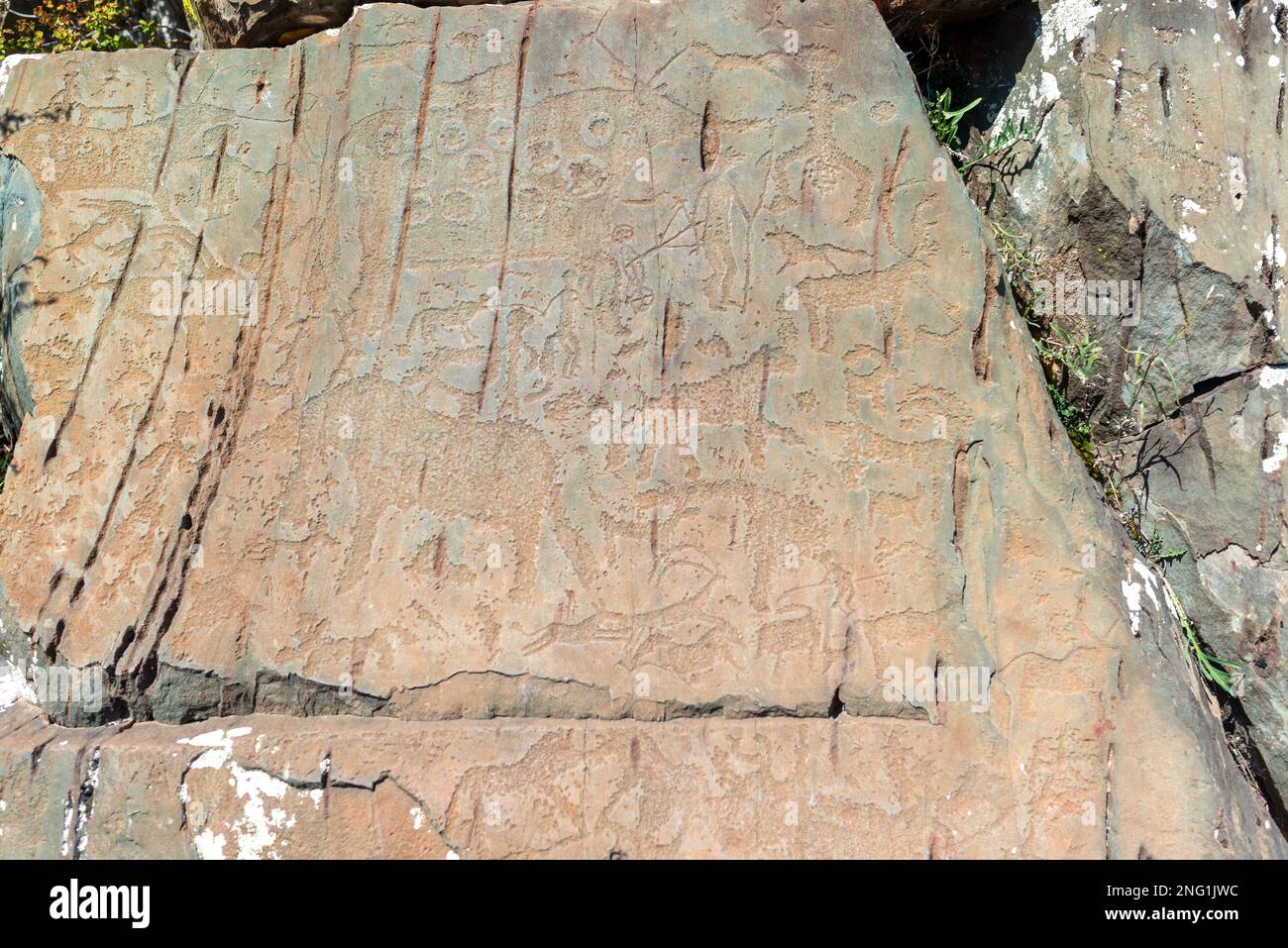 Panorama rock dessin des anciens petroglyphe cerfs animaux sur des pierres brillantes dans les montagnes de l'Altaï. Banque D'Images