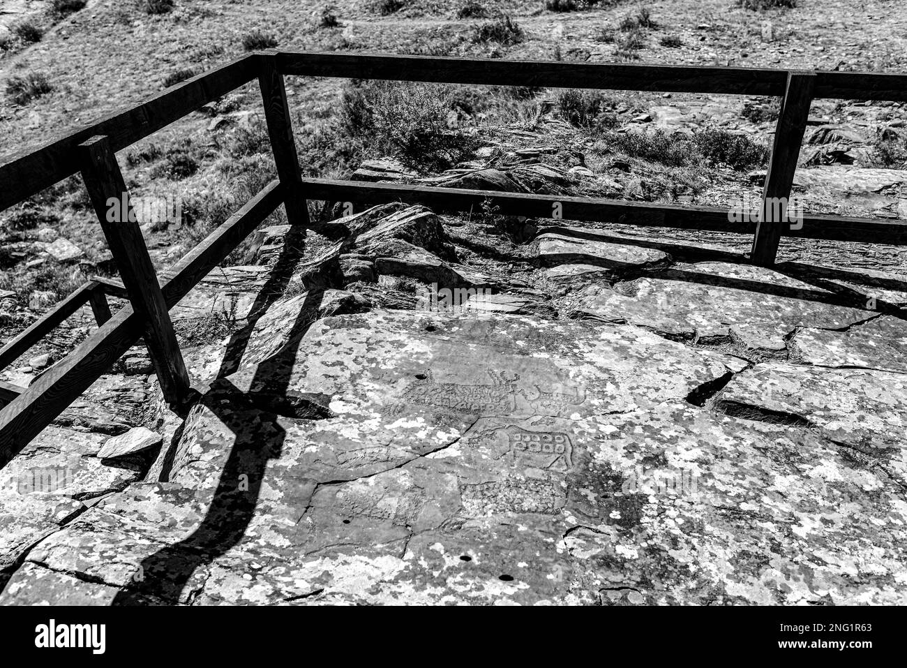 Roche dessinant des pétroglyphes de personnes anciennes de différents animaux cerfs sur des pierres dans les montagnes de l'Altaï derrière une clôture au soleil. Photo en noir et blanc Banque D'Images