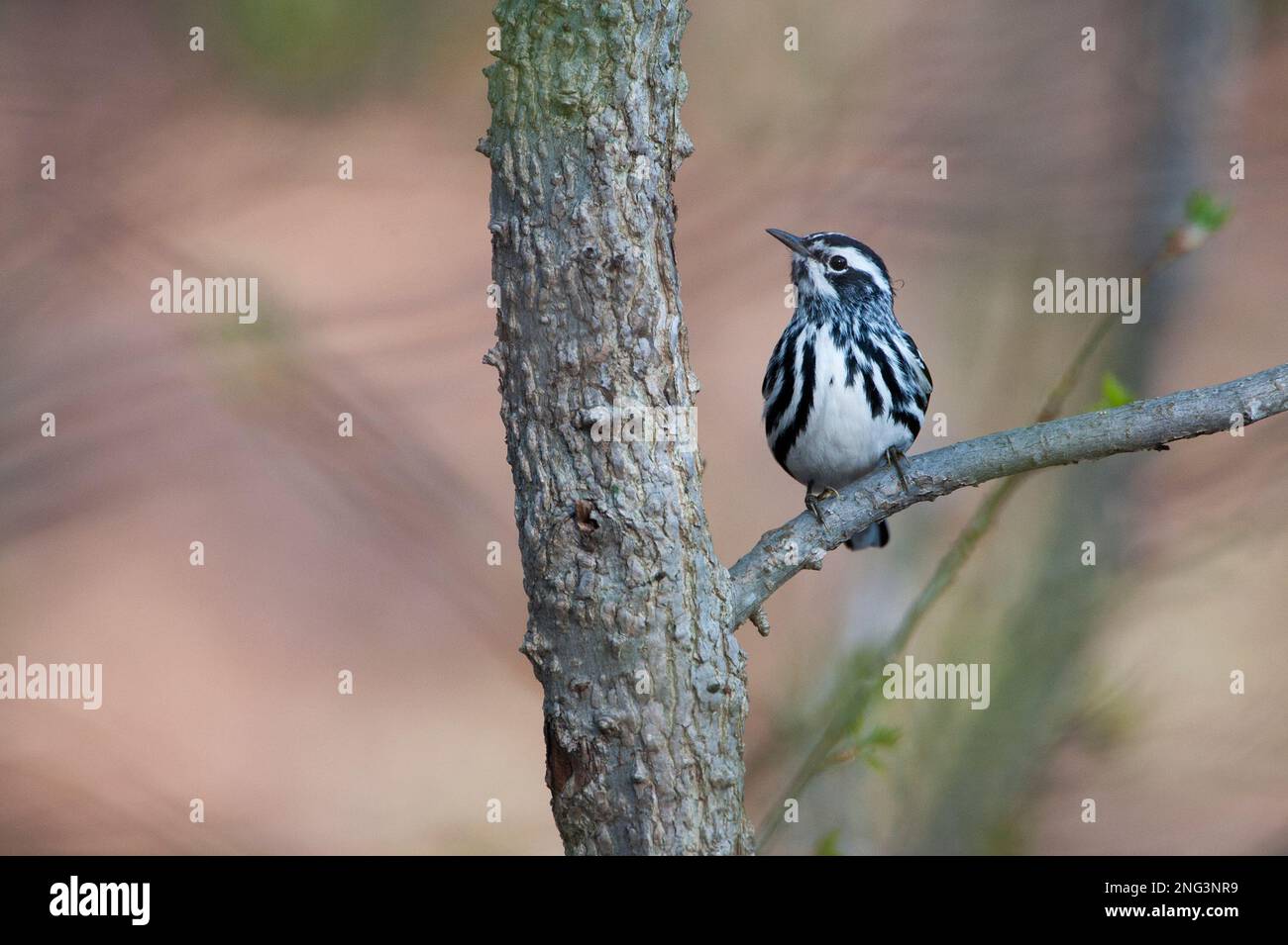 Paruline noire et blanche mâle dans les bois de printemps tôt Banque D'Images