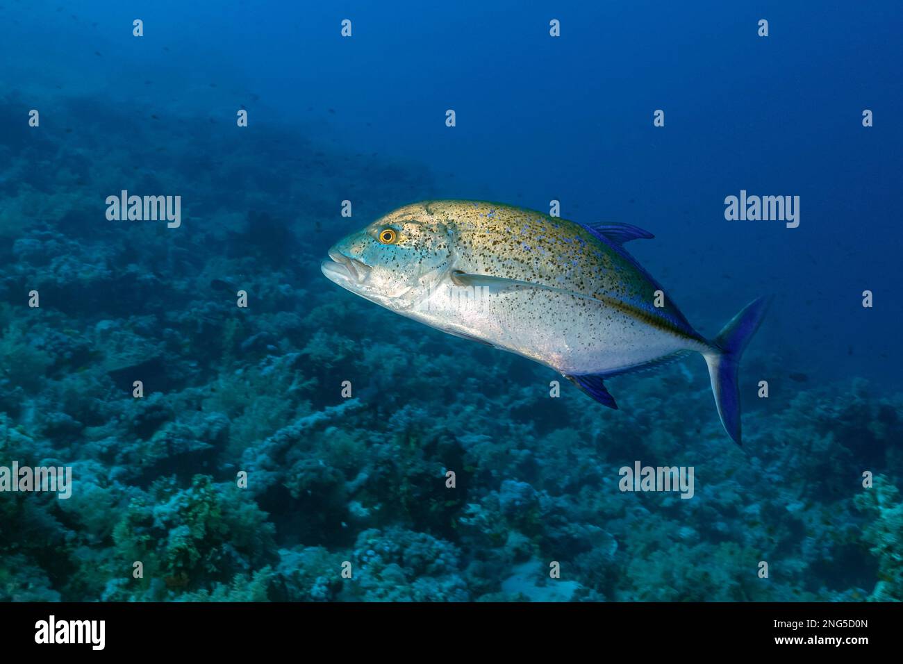 Thon rouge avec récif, Jack, Caranx melampygus, Habili Jaffer, Habili Jaffa, St. Johns, Mer Rouge du Sud, Marinepark Sud, Egypte, arabe Banque D'Images