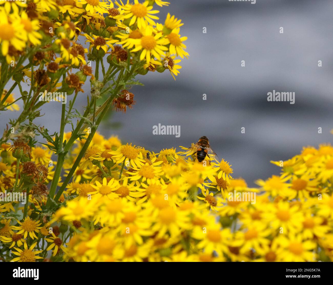 Vol stationnaire britannique sur des masses de têtes de fleurs jaunes. Banque D'Images