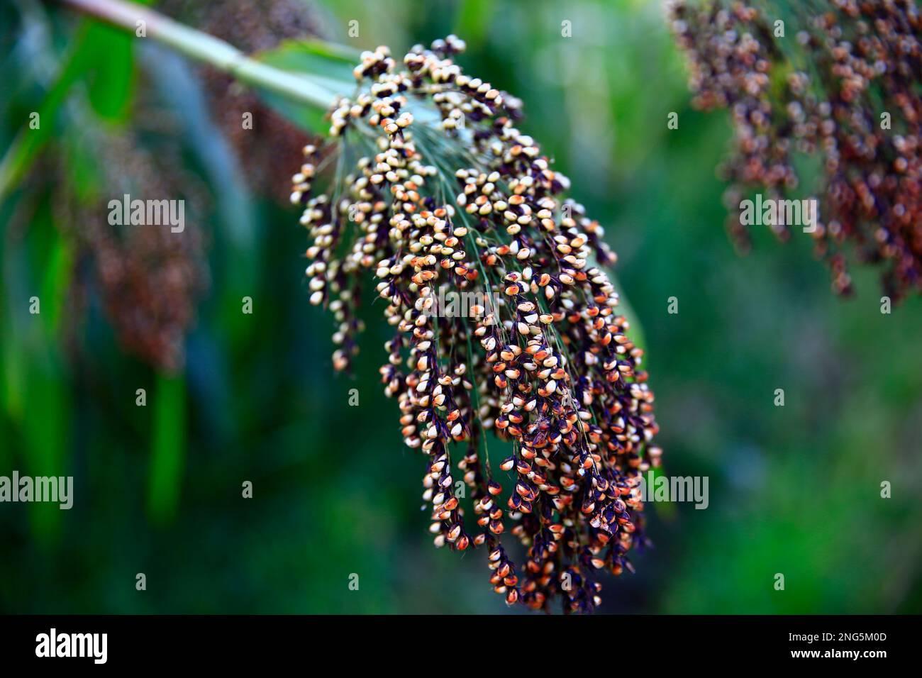 Le sorgho mûr, alimentaire agricole, gros plan des images Banque D'Images