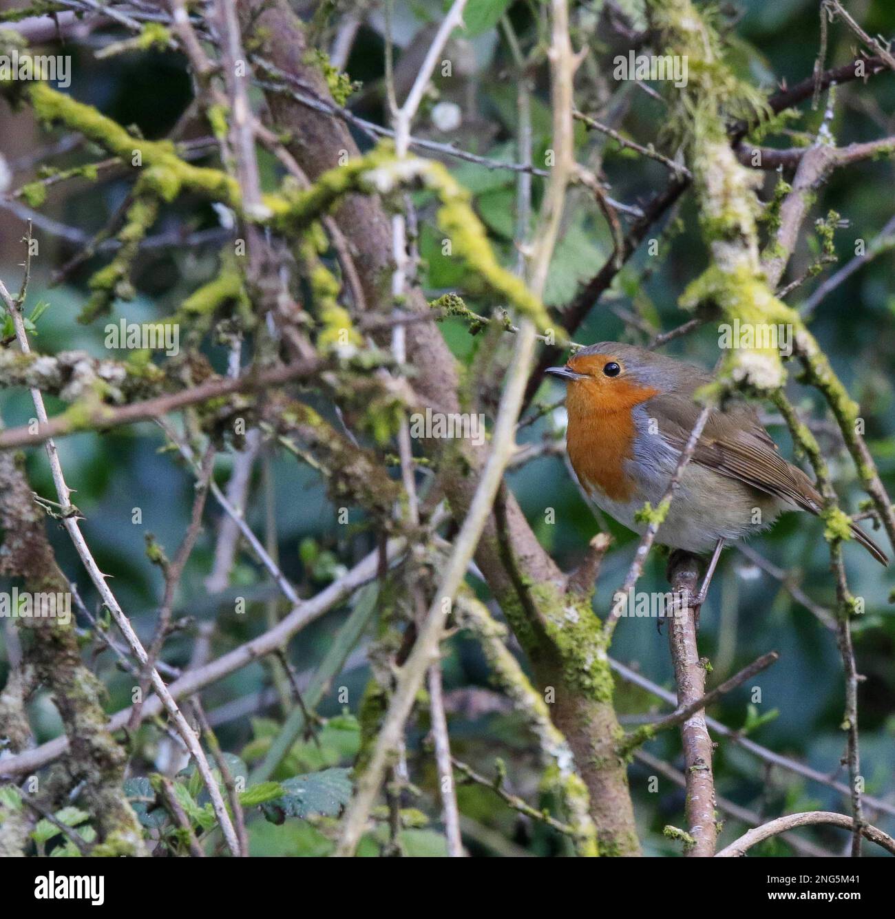 Erithacus rubecula - un robin britannique perché au milieu du feuillage au printemps d'avril. Banque D'Images