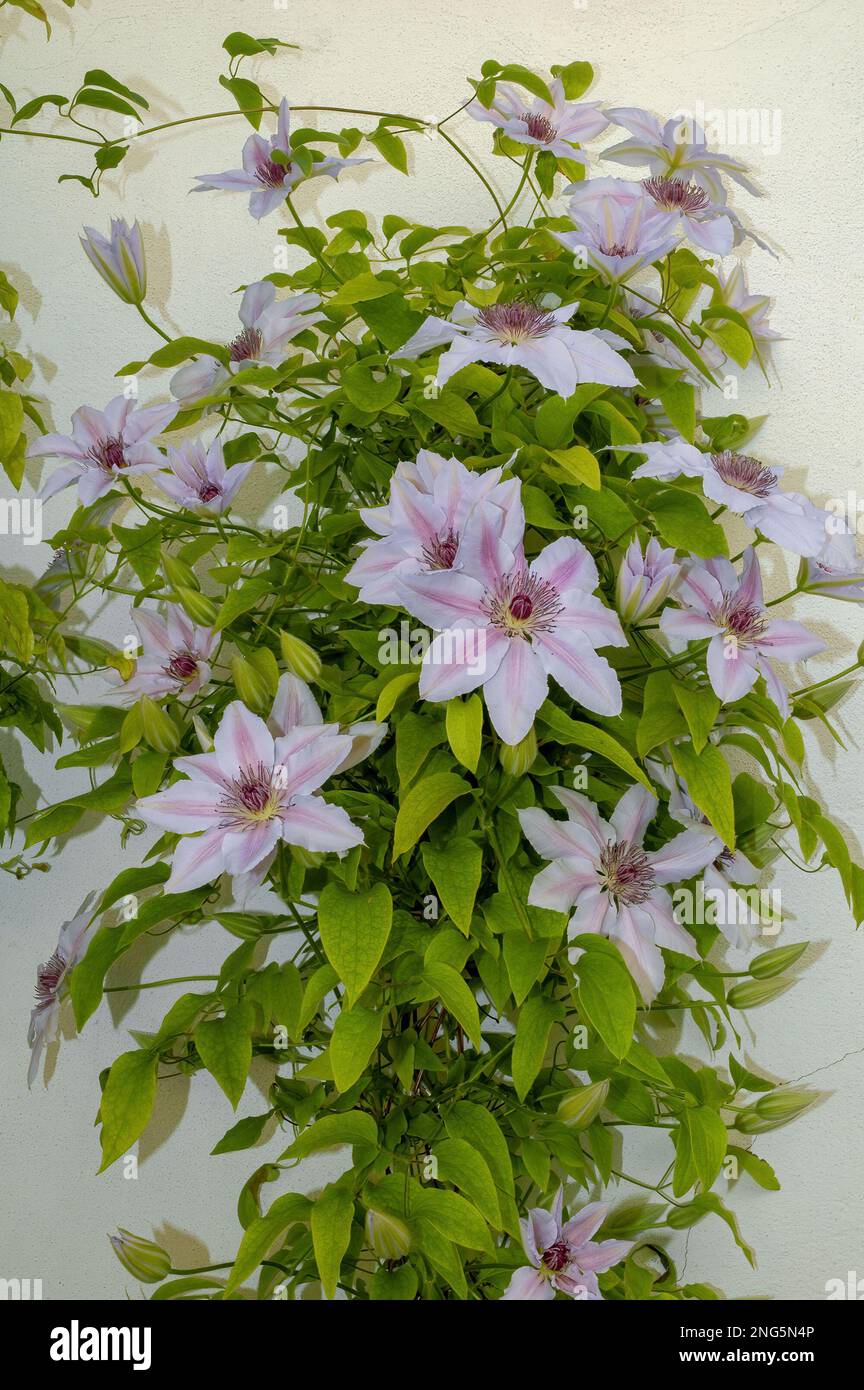 Clematis, Waldrebe, dans un jardin de chalet Banque D'Images
