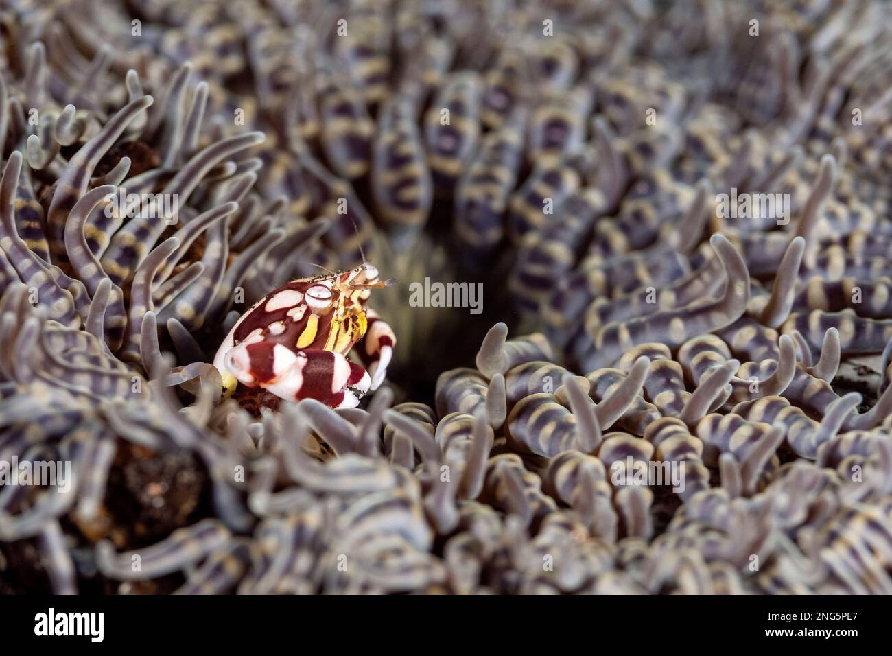 Crabe d'arlequin, Lissocarcinus laevis, dans son anémone de mer hôte, détroit de Lembeh, Bitung, Sulawesi du Nord, Indonésie, Mer de Molucca, Indo-Océan Pacifique Banque D'Images