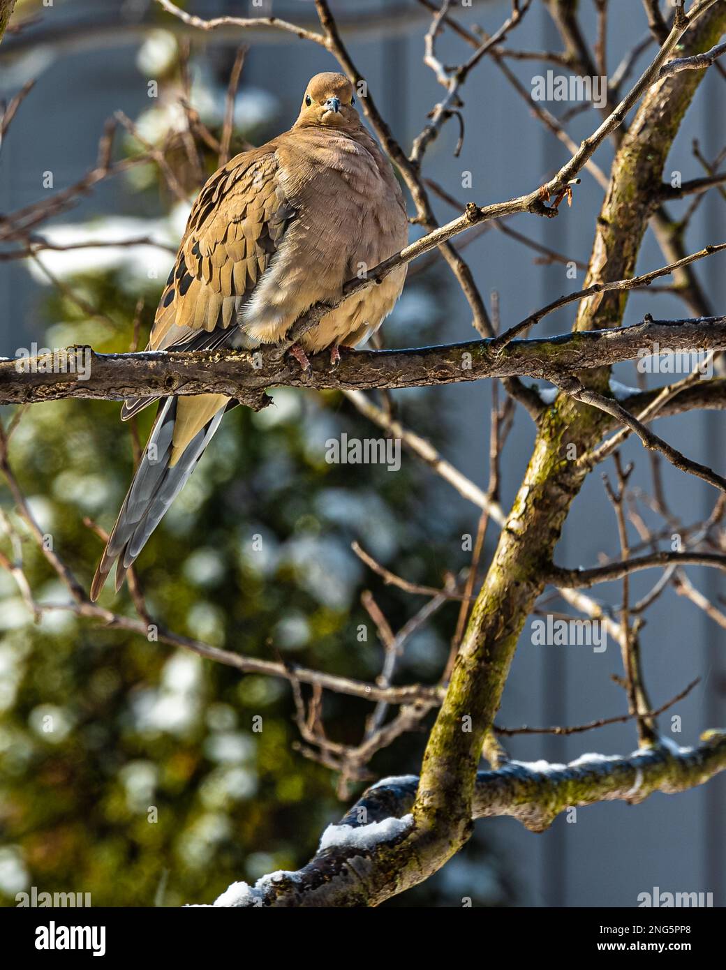 La colombe en deuil (Zenaida macroura) Une colombe gracieuse qui vit dans tout le continent nord-américain. Un matin gelé à la recherche de nourriture. Banque D'Images