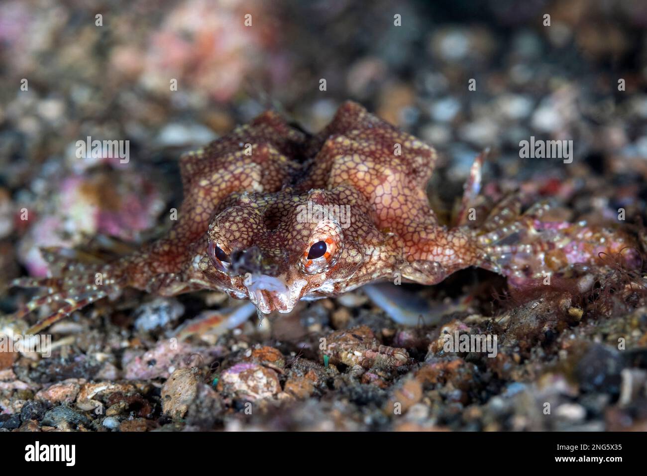 Petit dragonfish ou petit dragonfish (Eurypegasus draconis), détroit de Lembeh, Bitung, Sulawesi du Nord, Indonésie, Mer de Molucca, Indo-Océan Pacifique Banque D'Images